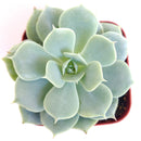 How to care for Echeveria Fleur Blanc Succulent, How to make your succulent pink, How to change succulent color, How to make Echeveria Fleur Blanc turn pink, Succulent turning pink, How to make succulents change color, How to grow colorful succulents, echeveria, echeveria succulent, echeveria types, succulent echeveria, buy succulents online, succulent shop, succulent store, echeveria plant,  indoor succulents