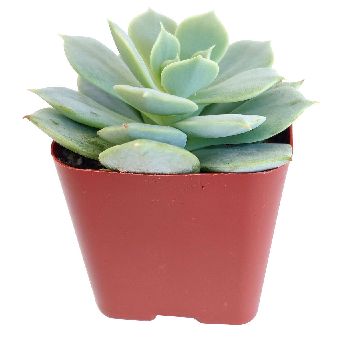 succulent turned white Echeveria Fleur Blanc Rosette Succulent Plant and Care Guide