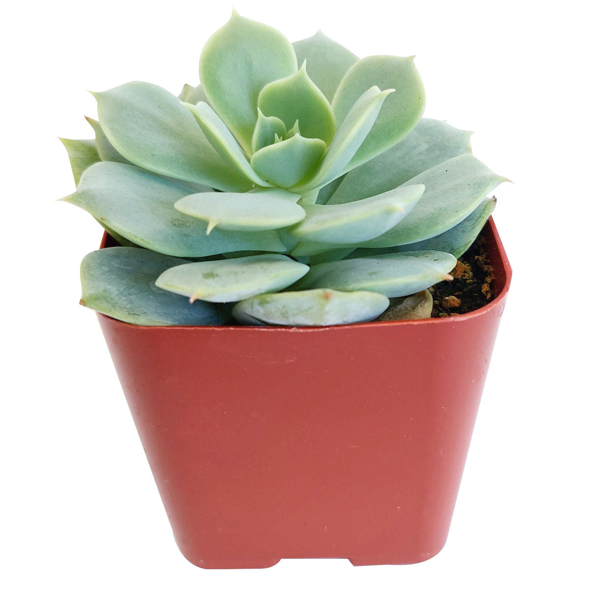 How to care for Echeveria Fleur Blanc Succulent, How to make your succulent pink, How to change succulent color, How to make Echeveria Fleur Blanc turn pink, Succulent turning pink, How to make succulents change color, How to grow colorful succulents, echeveria, echeveria succulent, echeveria types, succulent echeveria, buy succulents online, succulent shop, succulent store, echeveria plant, indoor succulents