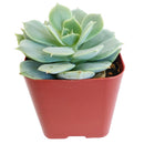 How to care for Echeveria Fleur Blanc Succulent, How to make your succulent pink, How to change succulent color, How to make Echeveria Fleur Blanc turn pink, Succulent turning pink, How to make succulents change color, How to grow colorful succulents, echeveria, echeveria succulent, echeveria types, succulent echeveria, buy succulents online, succulent shop, succulent store, echeveria plant,  indoor succulents