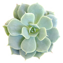 How to care for Echeveria Fleur Blanc Succulent, How to make your succulent pink, How to change succulent color, How to make Echeveria Fleur Blanc turn pink, Succulent turning pink, How to make succulents change color, How to grow colorful succulents, echeveria, echeveria succulent, echeveria types, succulent echeveria, buy succulents online, succulent shop, succulent store, echeveria plant,  indoor succulents