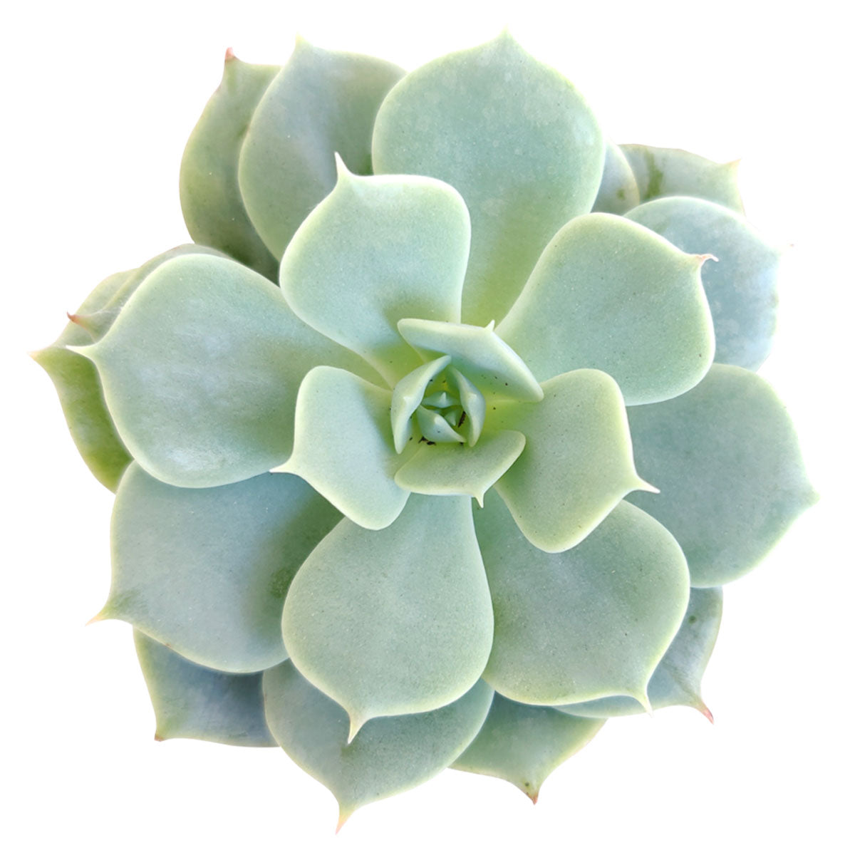 How to care for Echeveria Fleur Blanc Succulent, How to make your succulent pink, How to change succulent color, How to make Echeveria Fleur Blanc turn pink, Succulent turning pink, How to make succulents change color, How to grow colorful succulents, echeveria, echeveria succulent, echeveria types, succulent echeveria, buy succulents online, succulent shop, succulent store, echeveria plant, indoor succulents