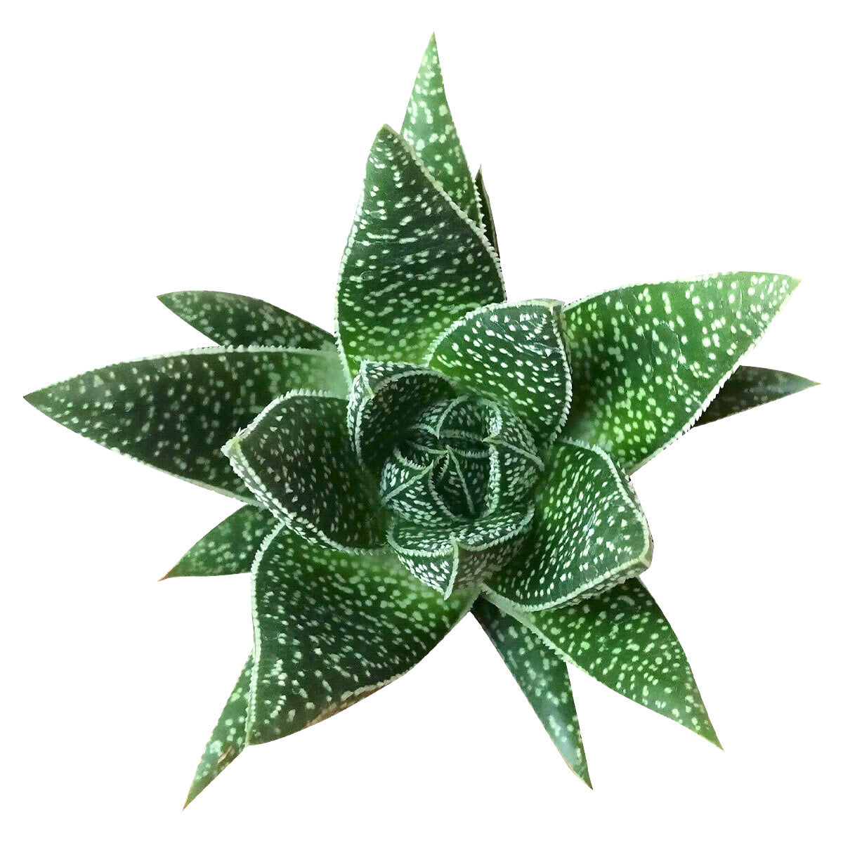 spiky succulent with white spots Gasteria Flow Lace Aloe Succulent