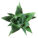 Succulents shop near me, succulent plant, monthly succulents, indoor succulents, succulent subscription, succulents store in CA