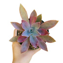 Graptoveria Fred Ives in California, How to grow Graptoveria Fred Ives, rare succulents, rare succulents for sale, unique succulents, buy succulents online, rare succulent, succulent shop, unusual succulents, succulent store, succulents online, buy Graptoveria Fred Ives online