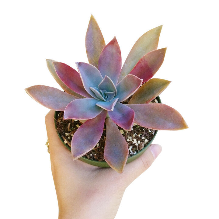 fred ives succulent for sale Graptoveria Fred Ives 2 inch / Plastic Pot