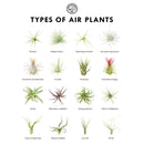 Types of Succulents Printable Art for sale, Printable Cactus Art, Succulents Digital Download, Succulents Home Office Decor, Succulents Gift Ideas, Modern Wall Art Decor, Succulents Printable Poster, printable art cacti download home decor, Types of Haworthia Succulents for sale