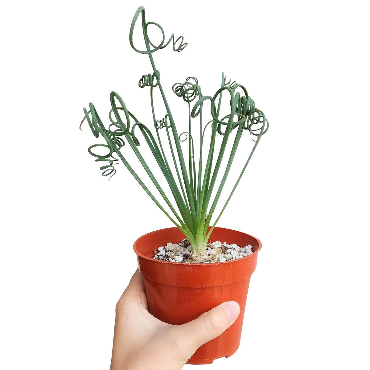 frizzle sizzle succulent for sale Frizzle Sizzle Albuca Spiralis Rare Succulents For Sale