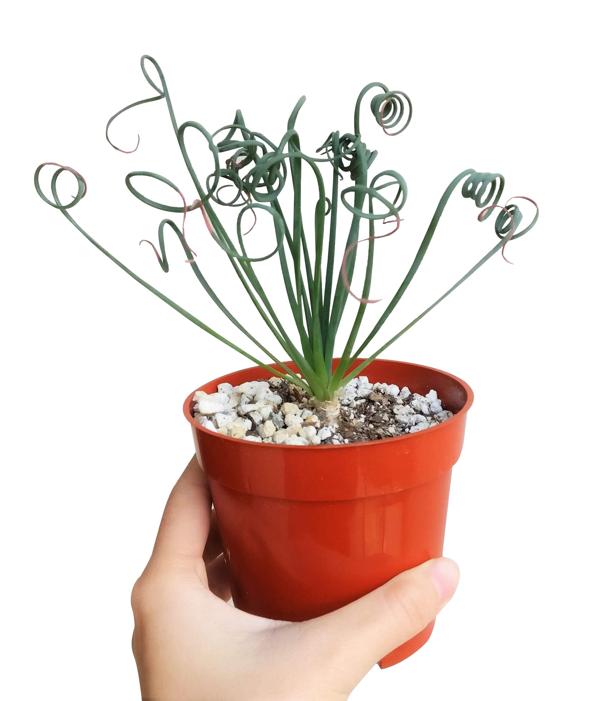 frizzle sizzle, albuca spiralis, corkscrew albuca, spiral albuca, helicopter plant, curly albuca, slime lily, curly succulent, garden plants, cool garden ideas, how to grow succulents, succulent plant, succulents store in CA, Succulents, succulents shop in California, succulent care, indoor succulents, frizzle sizzle in California, rare succulents for sale, unique succulents, buy succulents online, rare succulent, succulent shop, unusual succulents, succulent store, succulents online