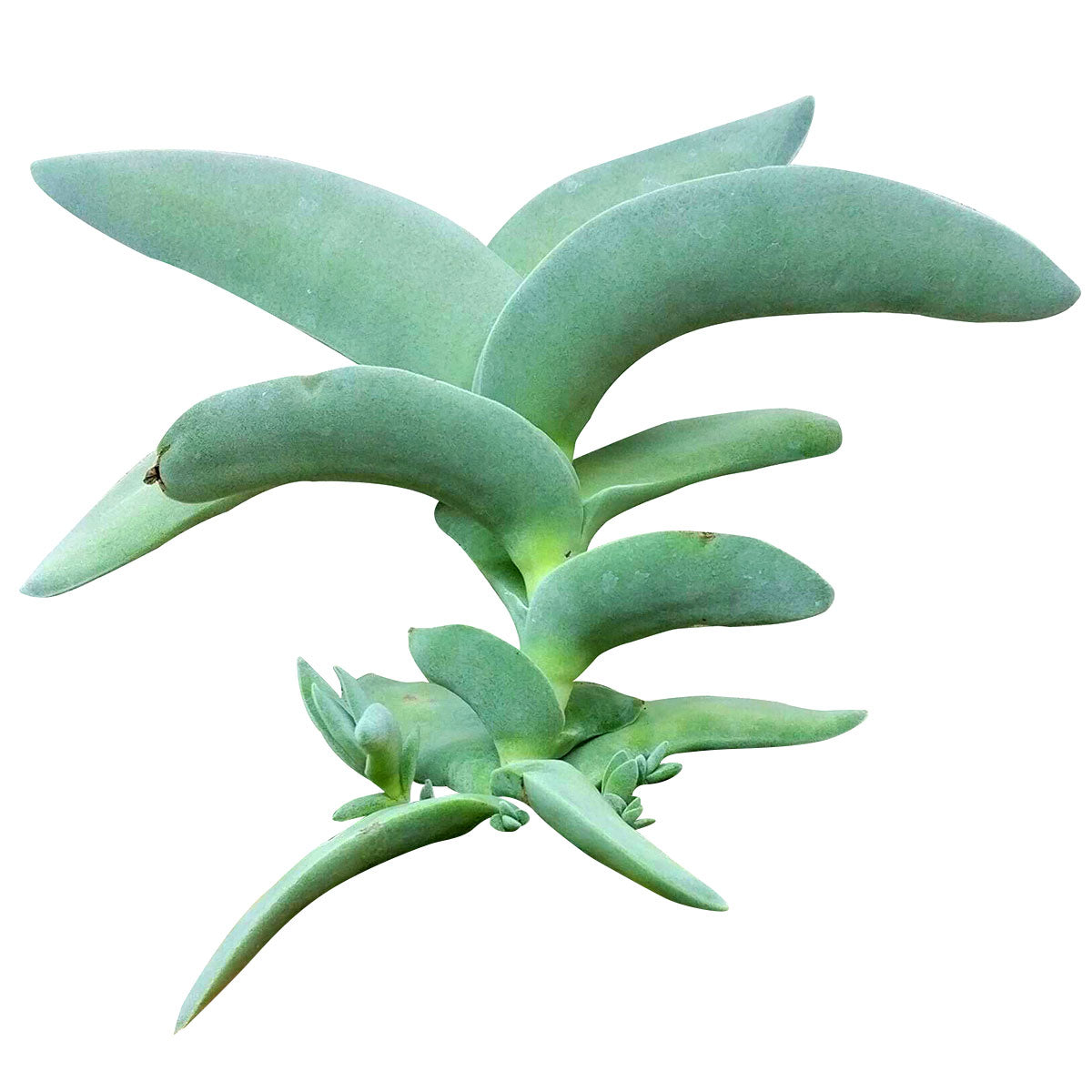 succulent prop Crassula Falcata Propeller Succulent Plant