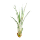 Tillandsia Fasciculata Air Plant for sale, unique air plant gift decor ideas, How to care for Tillandsia Fasciculata, Tillandsia Fasciculata Air Plant with care guide, Giant Air Plant, Cardinal Air Plant