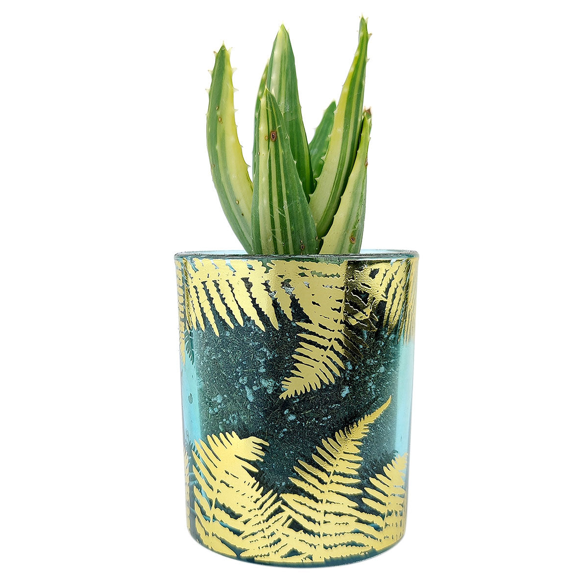 Pot for sale, Mini pot for succulent, Succulent pot decor ideas, Fern Pot, Flower pot for sale, glass pots for planting, succulent gift for holiday