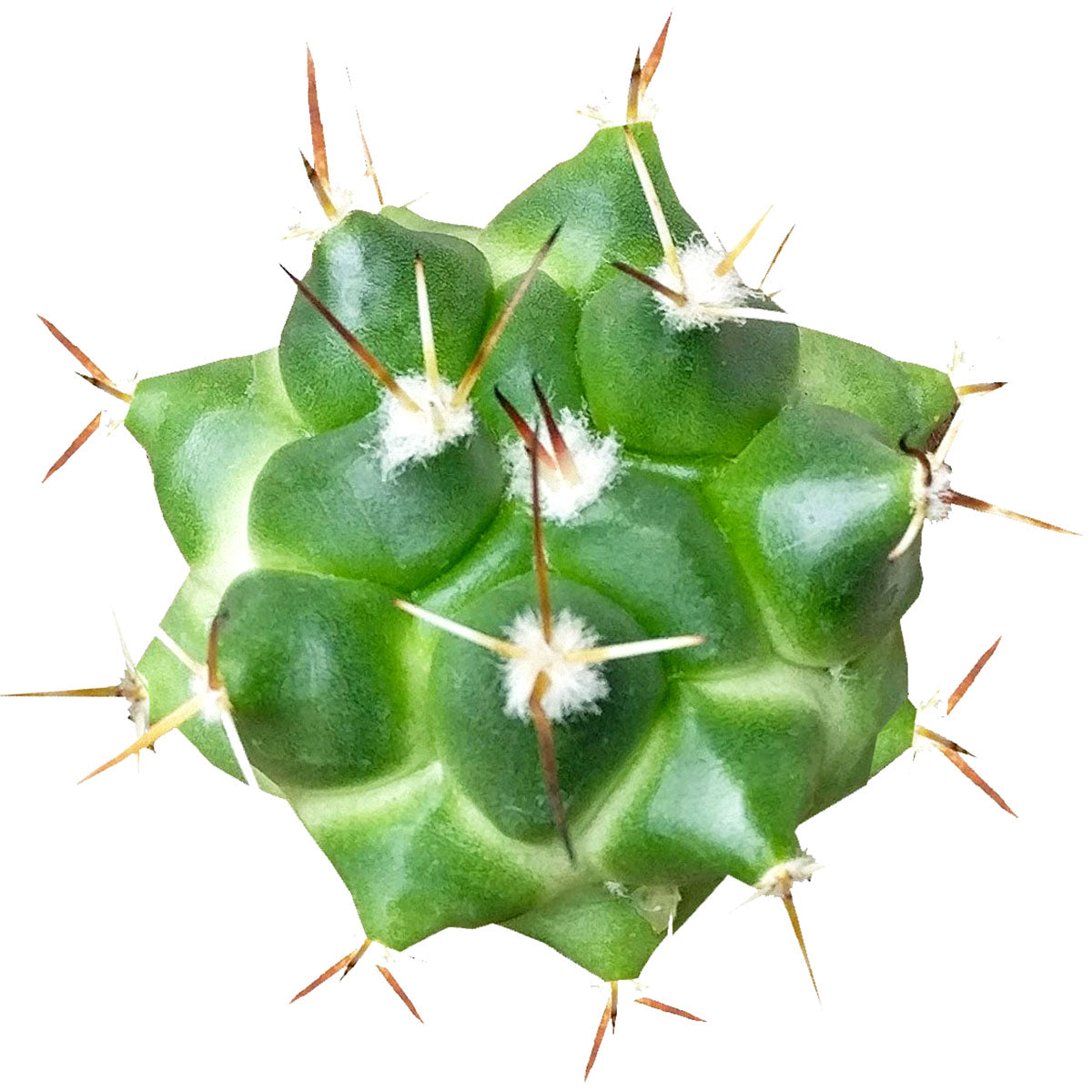 devil's tongue house plant Devil's Tongue Cactus Barrel Cactus with Detailed Care Instruction