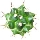 Devil&#39;s tongue cactus, Cactus ferocactus, succulent care, succulent subscription, indoor succulents, succulent plant, succulents garden, Succulents, cactus, succulent care guide, Devil&#39;s tongue cactus in California, How to grow Devil&#39;s tongue cactus, cactus, cactus succulent, succulent cactus, cacti, cactus and succulents, succulents box, succulent shop, buy succulents online