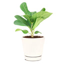 Ficus Audrey, Fiddle Leaf Fig, air-purifying houseplant, medium to bright light houseplant, houseplants for homes and offices, buy Ficus Audrey online, where to buy Ficus Audrey