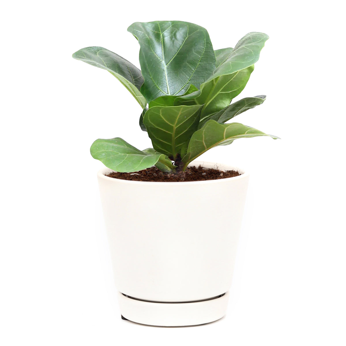 fiddle leaf succulent Ficus Lyrata Little Sunshine