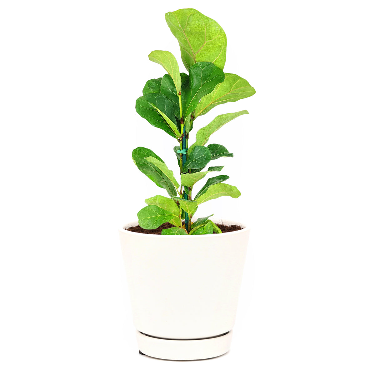 How to care for Ficus Lyrata, Fiddle Leaf Fig, tall air-purifying houseplant, medium and bright light houseplant for homes and offices, Ficus Lyrata for salr, Ficus care guide, buy ficus lyrata online