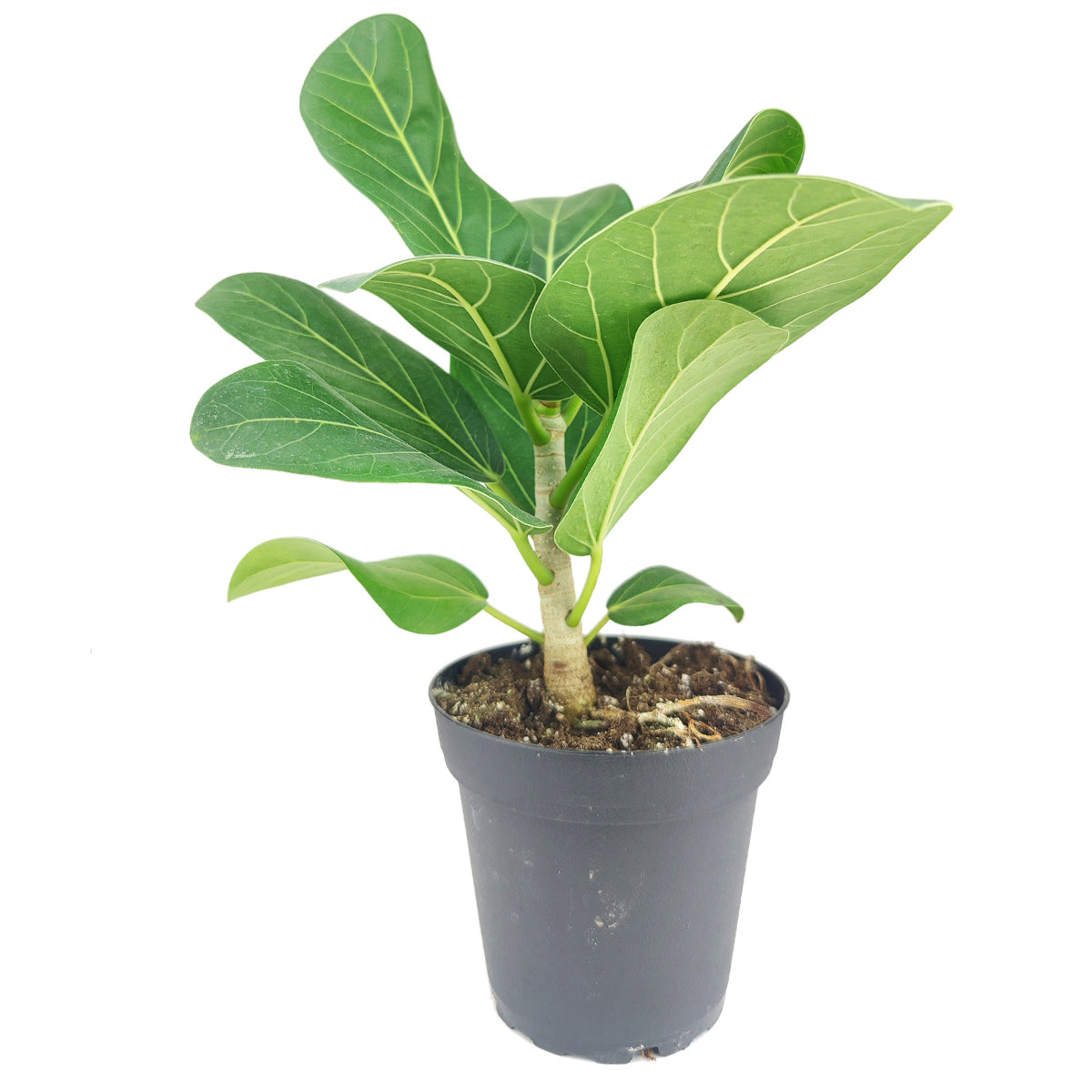 ficus audrey pot size Ficus Audrey Indoor Plant for Sale, Best Houseplants for Beginners 4" Pot by Succulents Box