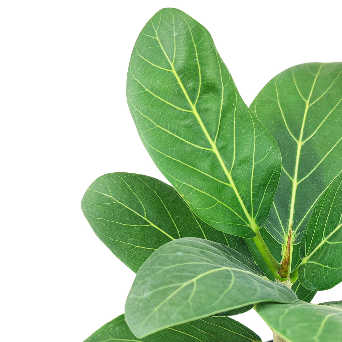 Ficus Audrey, buy Ficus Audrey online, how to care for Ficus Audrey, Fiddle Leaf Fig, air-purifying houseplants, Ficus Audrey for sale, where to buy Ficus Audrey, best for beginners houseplant, tips to grow Ficus Audrey