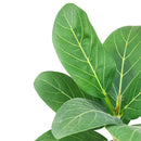 Ficus Audrey, Fiddle Leaf Fig, air-purifying houseplant, medium to bright light houseplant, houseplants for homes and offices, buy Ficus Audrey online, where to buy Ficus Audrey