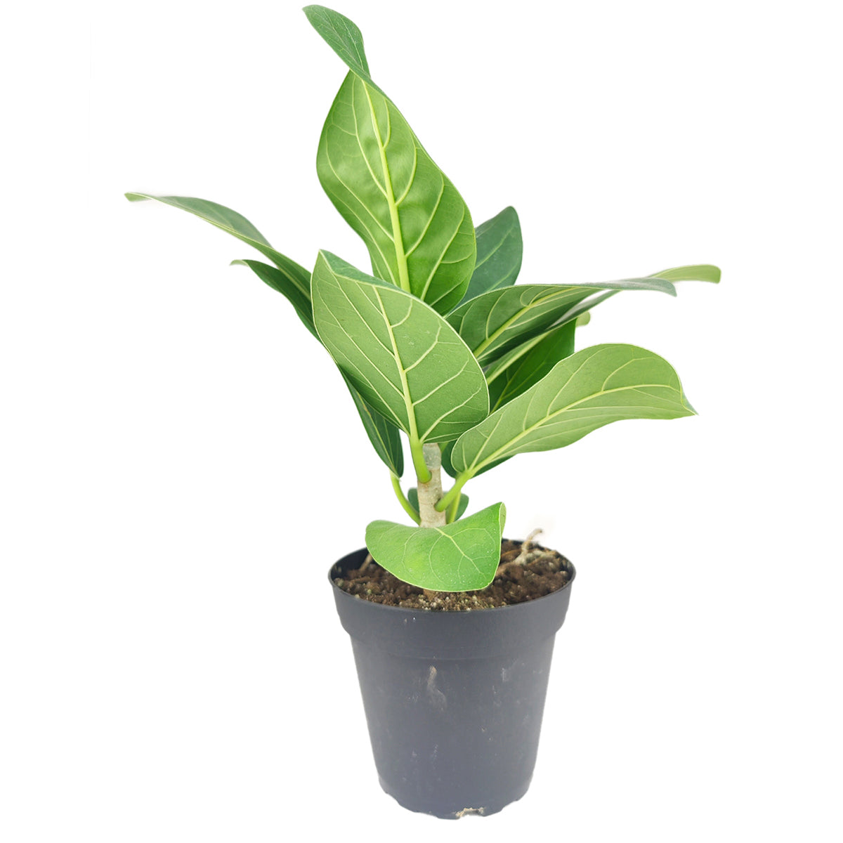 buy ficus audrey Ficus Audrey Indoor Plant for Sale, Best Houseplants for Beginners 4" Pot by Succulents Box