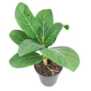 Ficus Audrey, Fiddle Leaf Fig, air-purifying houseplant, medium to bright light houseplant, houseplants for homes and offices, buy Ficus Audrey online, where to buy Ficus Audrey
