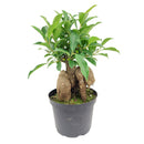 fengshui houseplants, best indoor plant for beginners, Ficus Ginseng, types of purifying houseplant, lucky houseplants, live plant gifts, 