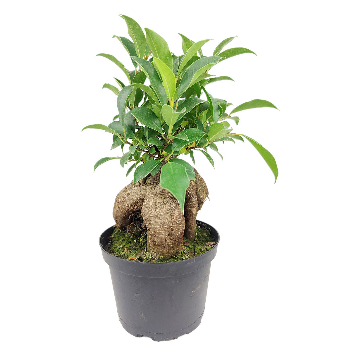 where can i get a bonsai tree near me Ficus Ginseng Bonsai Tree
