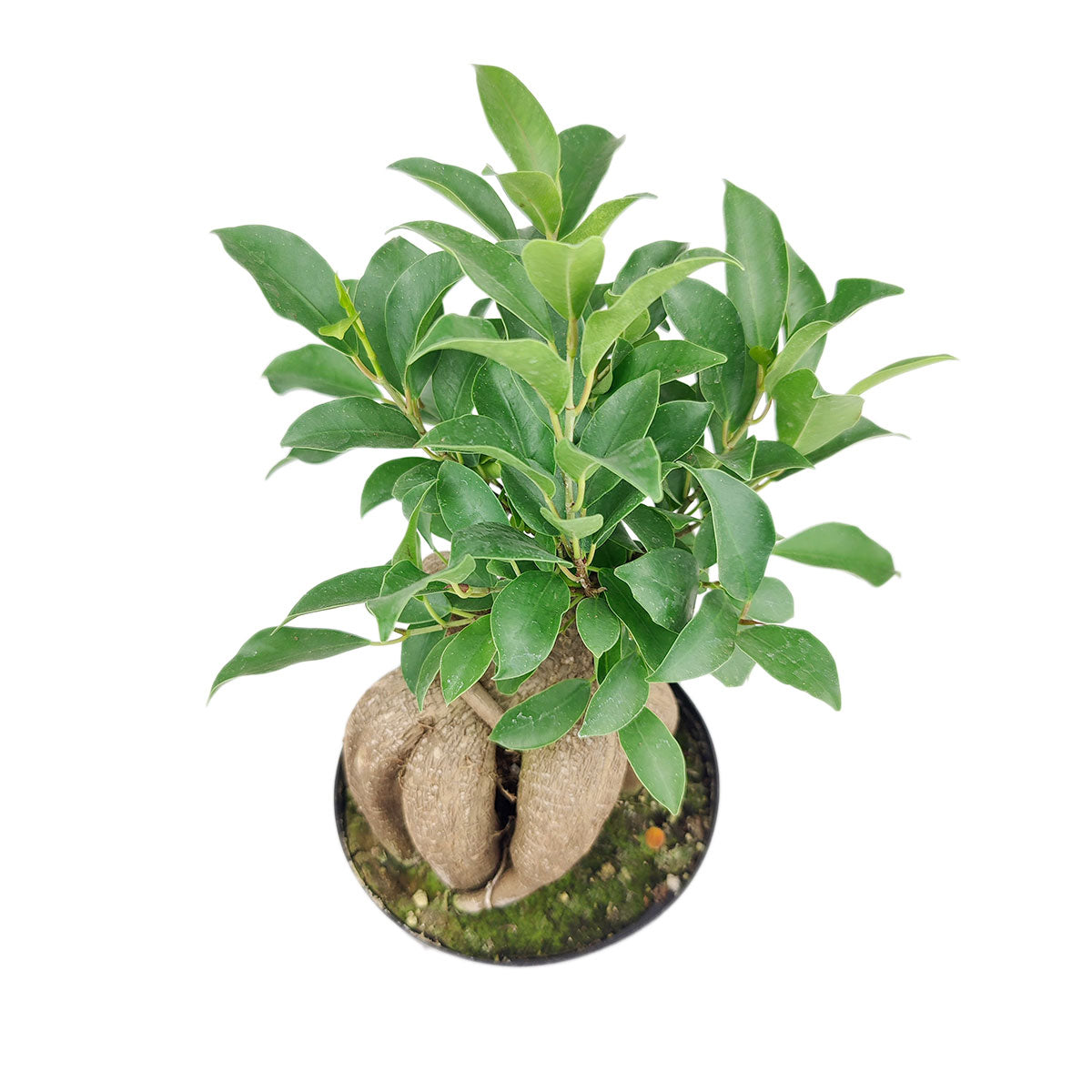 Ficus Ginseng, Bonsai Tree, Ficus Ginseng for sale, Ficus Ginseng near me, lucky tree