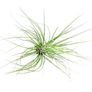 Tillandsia Filifolia air plant for sale, How to care for Tillandsia Filifolia air plant, air plant gift decor ideas, Growing Tillandsia Filifolia air plant