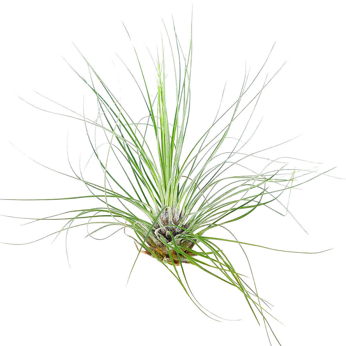 Tillandsia Filifolia air plant for sale, How to care for Tillandsia Filifolia air plant, air plant gift decor ideas, Growing Tillandsia Filifolia air plant