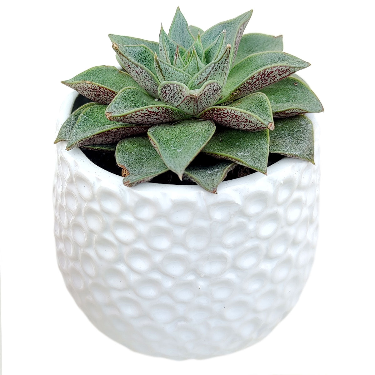 Fossil Pot for sale, ceramic vase for home decor, ceramic succulent and cactus pots for sale, Succulent gift ideas