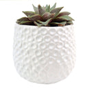 Fossil Pot for sale, ceramic vase for home decor, ceramic succulent and cactus pots for sale, Succulent gift ideas