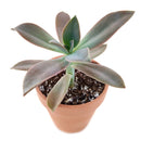 Graptoveria Fred Ives in California, How to grow Graptoveria Fred Ives, rare succulents, rare succulents for sale, unique succulents, buy succulents online, rare succulent, succulent shop, unusual succulents, succulent store, succulents online, buy Graptoveria Fred Ives online