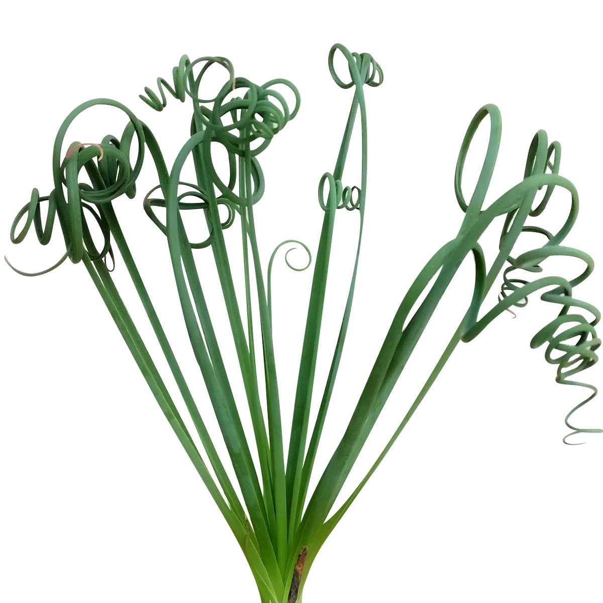 spiral succulent for sale Frizzle Sizzle Albuca Spiralis Rare Succulents For Sale