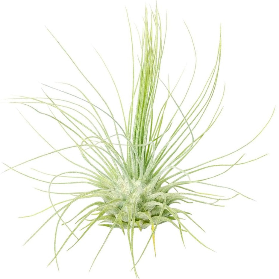 Tillandsia Fuchsii Airplant Care, Tillandsia Fuchsii Air Plants for sale, How to grow Tillandsia Fuchsii Air Plants indoor, Air plants subscription box delivered monthly, Air plants gift ideas for any occasion
