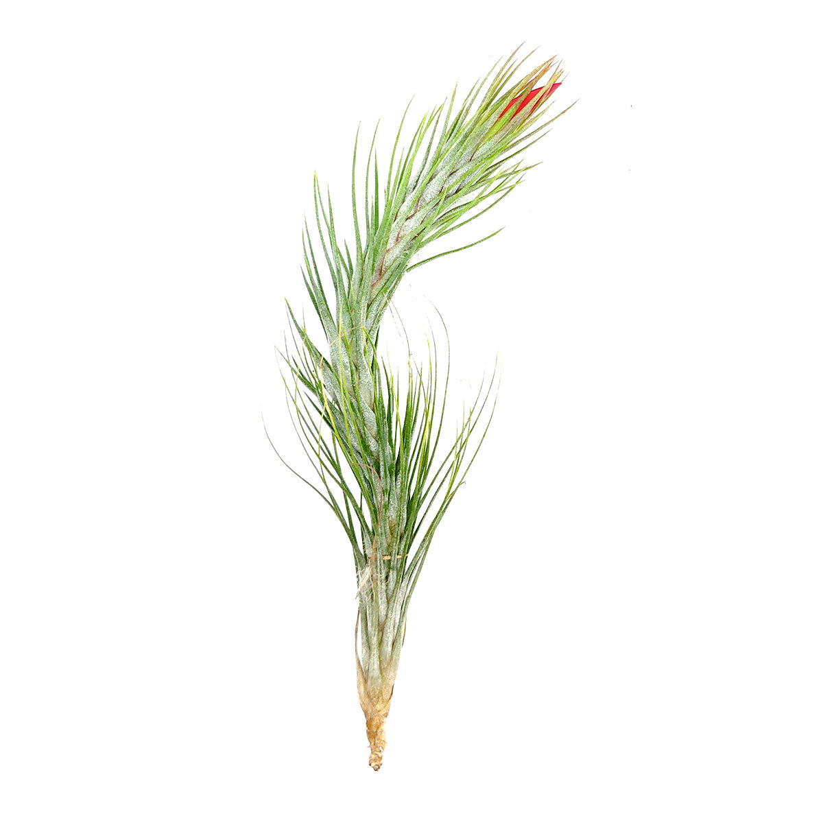 funkiana air plant Tillandsia Funckiana Air Plant & Care Guide | Air Plant Gift Decor Ideas
