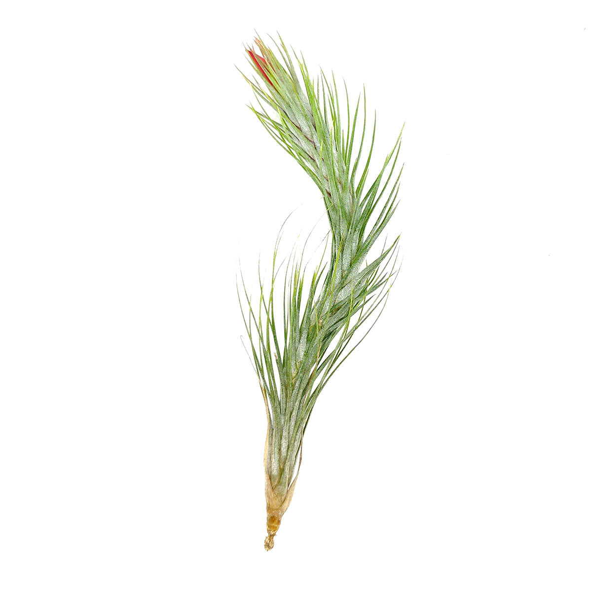 funckiana air plant Tillandsia Funckiana Air Plant & Care Guide | Air Plant Gift Decor Ideas