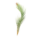 Tillandsia Funckiana air plant for sale, How to care for Tillandsia Funckiana air plant, air plant gift decor ideas, Growing Tillandsia Funckiana air plant, rare air plant