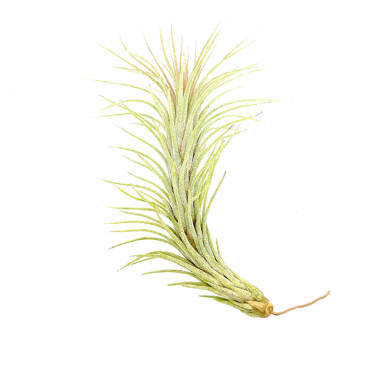 Tillandsia Funckiana type 2 air plant for sale, How to care for Tillandsia Funckiana type 2 air plant, air plant gift decor ideas, Growing Tillandsia Funckiana type 2 air plant, rare air plant