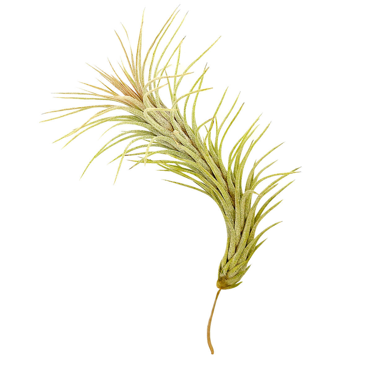 funkiana air plant Tillandsia Funckiana type 2