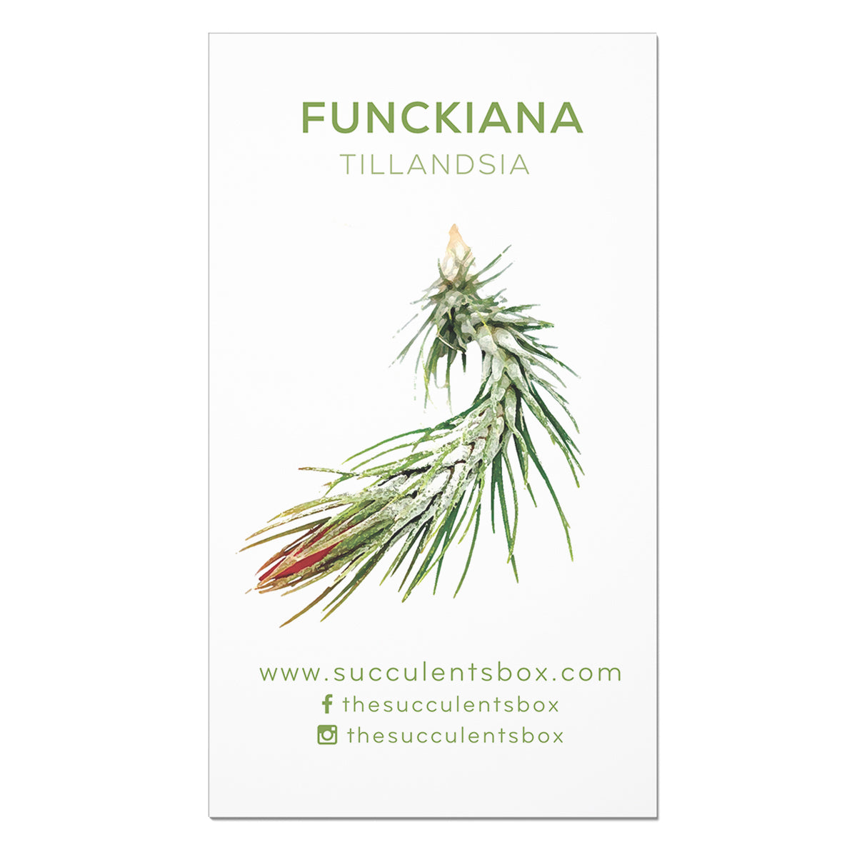 Succulent ID Cards for sale, Airplant ID Cards for sale, Succulent Care Cards, ID Cards for Specific Succulents, Identifying Types of Succulents, Types of Succulent Plants, How to identify Types of succulents, Succulents Gift Ideas, How to care for Types of Succulents