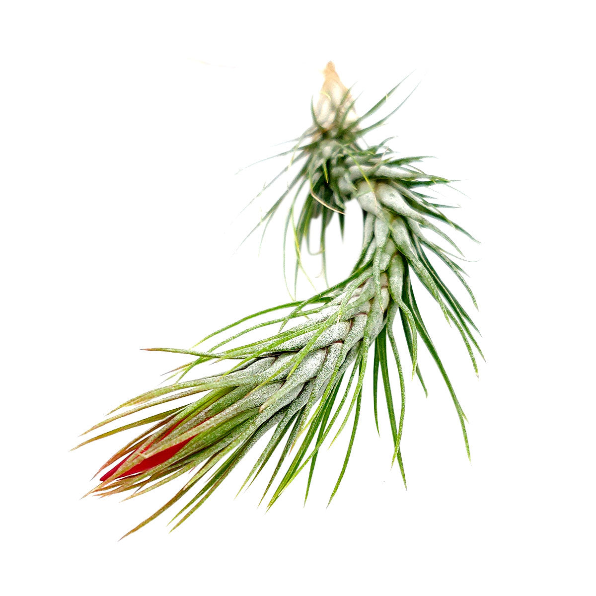 Tillandsia Funckiana Air Plant & Care Guide | Air Plant Gift Decor Ideas