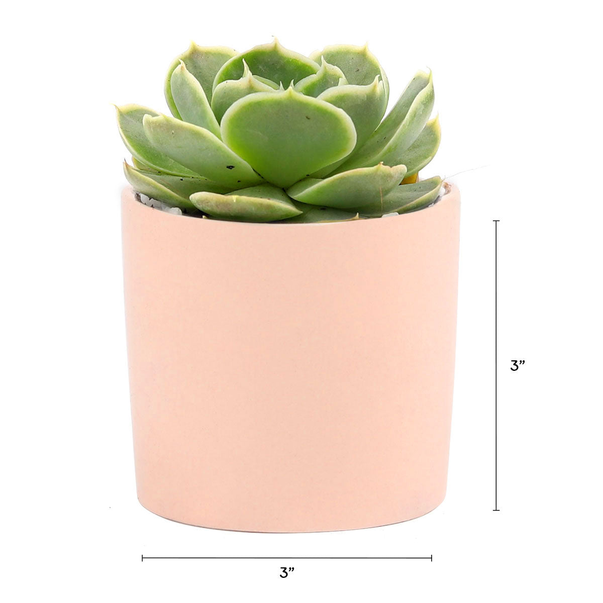 Succulent with Small Modern Cylinder Pot, Unique Succulent Gift Ideas, Succulent in ceramic pots, Succulent Decor Ideas, 2 inch succulent pots for sale, EcoFriendly Succulent Gift Box for Employee, Corporate Gift Succulents For Sale Online, Succulent Thank You Gift Ideas, Thank you gift for your staff in 2023, Customizable Gift Boxes for employees and clients, Office gift for employees, Employee appreciation day 2023 ideas, Succulent Plants for Clients &amp; Employees for sale 