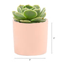 Succulent with Small Modern Cylinder Pot, Unique Succulent Gift Ideas, Succulent in ceramic pots, Succulent Decor Ideas, 2 inch succulent pots for sale, EcoFriendly Succulent Gift Box for Employee, Corporate Gift Succulents For Sale Online, Succulent Thank You Gift Ideas, Thank you gift for your staff in 2023, Customizable Gift Boxes for employees and clients, Office gift for employees, Employee appreciation day 2023 ideas, Succulent Plants for Clients &amp; Employees for sale 