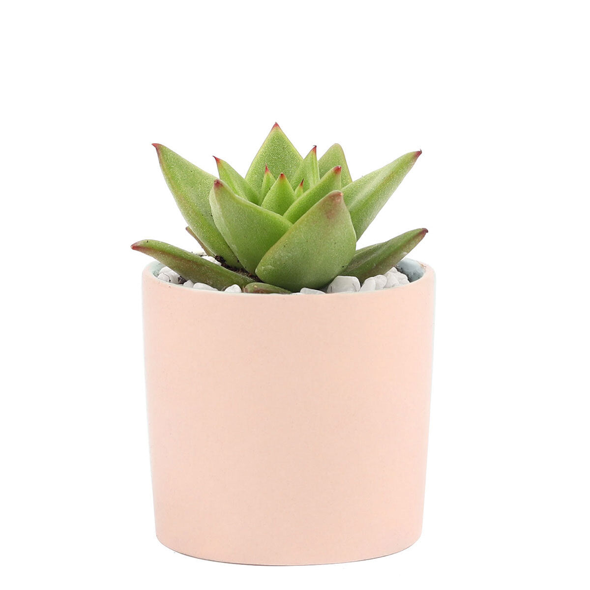 Succulent with Small Modern Cylinder Pot, Unique Succulent Gift Ideas, Succulent in ceramic pots, Succulent Decor Ideas, 2 inch succulent pots for sale, EcoFriendly Succulent Gift Box for Employee, Corporate Gift Succulents For Sale Online, Succulent Thank You Gift Ideas, Thank you gift for your staff in 2023, Customizable Gift Boxes for employees and clients, Office gift for employees, Employee appreciation day 2023 ideas, Succulent Plants for Clients &amp; Employees for sale 