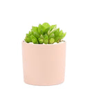Succulent with Small Modern Cylinder Pot, Unique Succulent Gift Ideas, Succulent in ceramic pots, Succulent Decor Ideas, 2 inch succulent pots for sale, EcoFriendly Succulent Gift Box for Employee, Corporate Gift Succulents For Sale Online, Succulent Thank You Gift Ideas, Thank you gift for your staff in 2023, Customizable Gift Boxes for employees and clients, Office gift for employees, Employee appreciation day 2023 ideas, Succulent Plants for Clients &amp; Employees for sale 