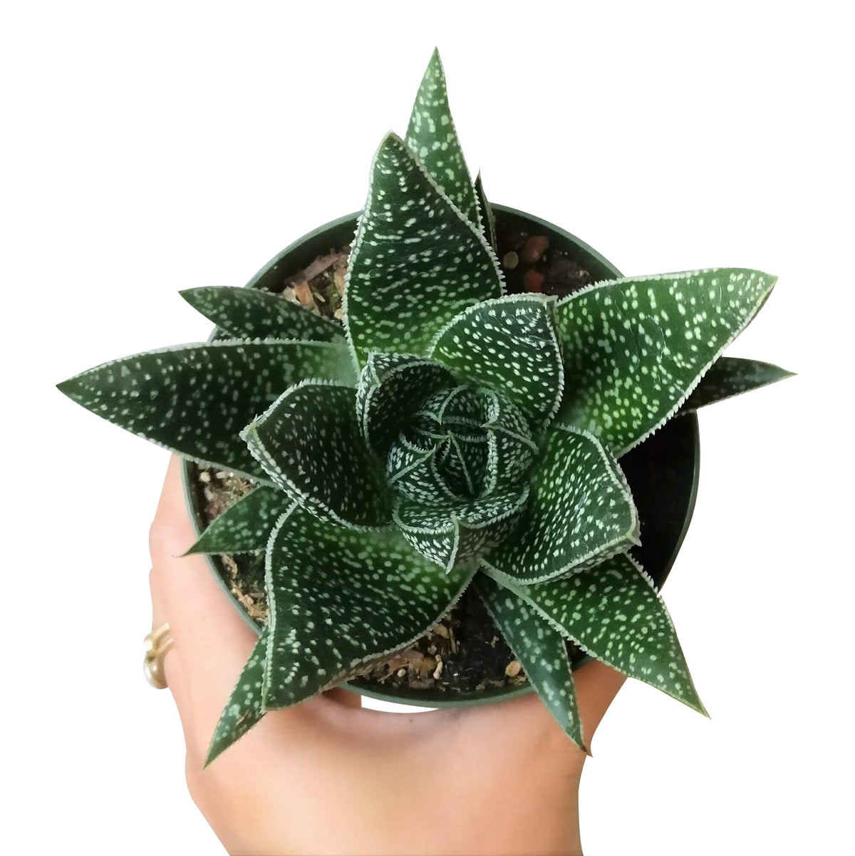 Gasteria Flow Aloe for sale, Rare succulents, succulent care tips, Succulents shop near me, succulent plant, monthly succulents, indoor succulents, succulent subscription, succulents store in CA, Gasteria Flow Aloe in California, How to grow Gasteria Flow Aloe, Lace Aloe