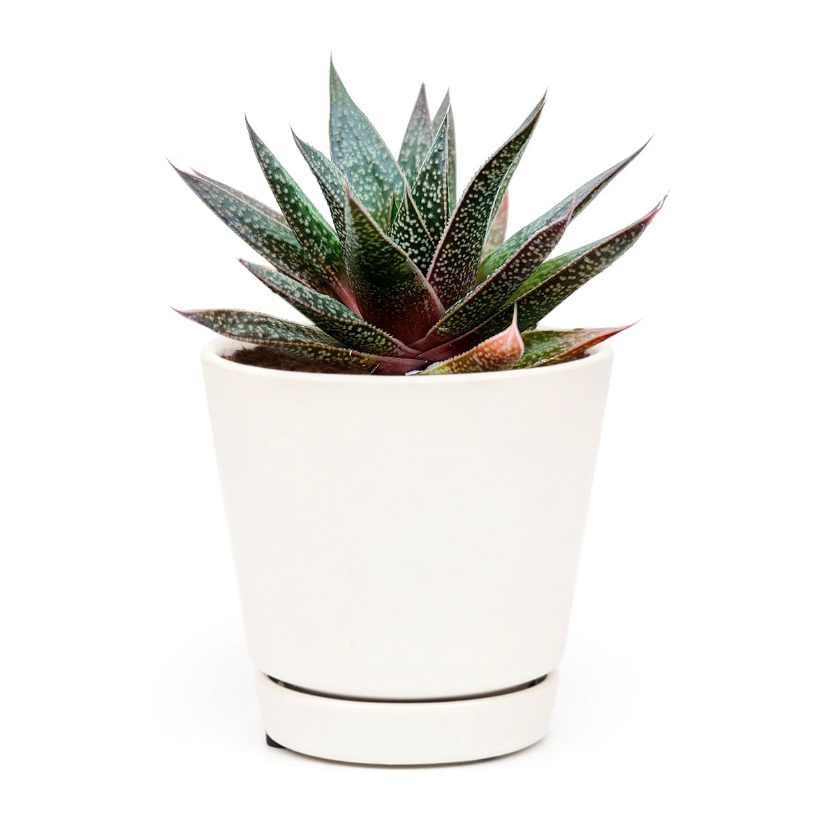 Gasteria Flow Aloe for sale, Rare succulents, succulent care tips, Succulents shop near me, succulent plant, monthly succulents, indoor succulents, succulent subscription, succulents store in CA, Gasteria Flow Aloe in California, How to grow Gasteria Flow Aloe, Lace Aloe