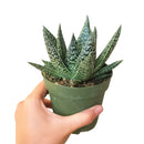 Succulents shop near me, succulent plant, monthly succulents, indoor succulents, succulent subscription, succulents store in CA